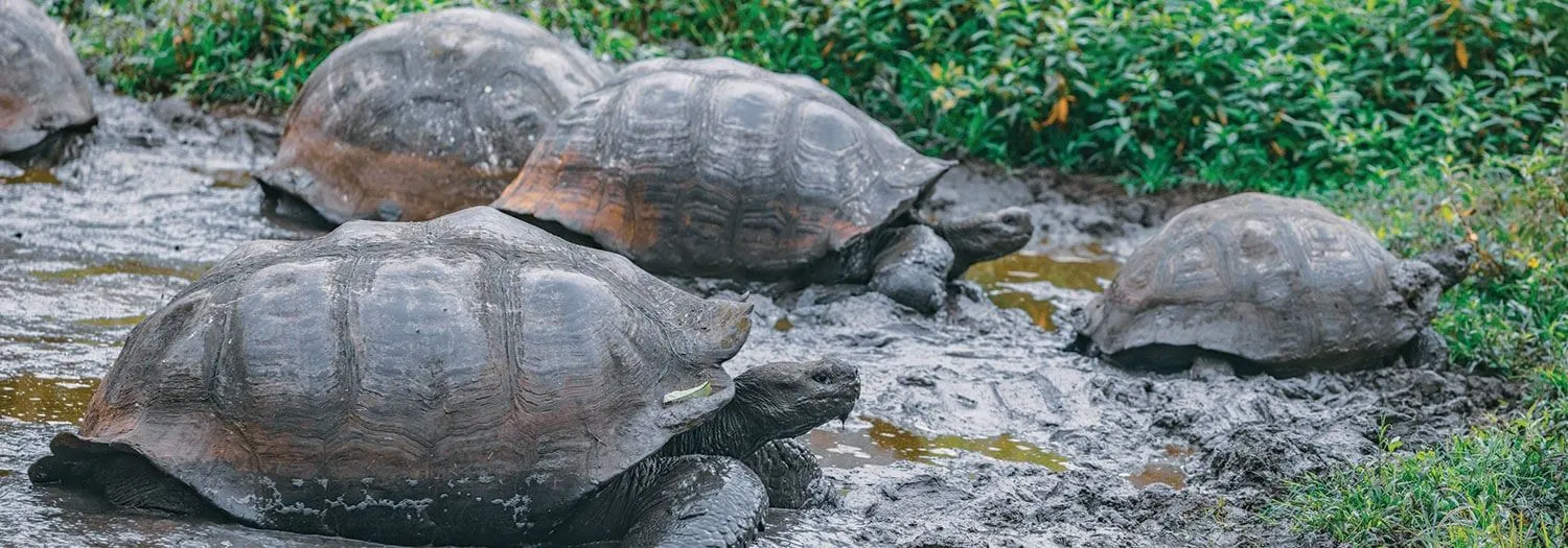 Giant Tortoises in the Galapagos Cool season