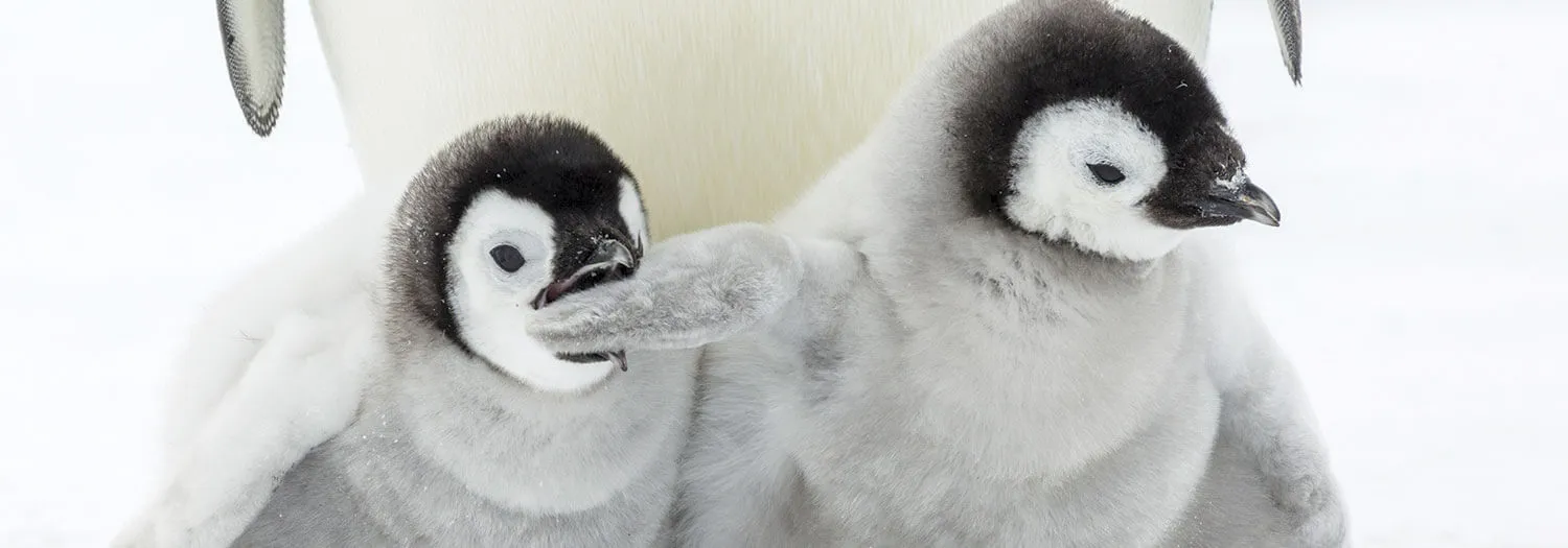 cute penguins playing in antarctica