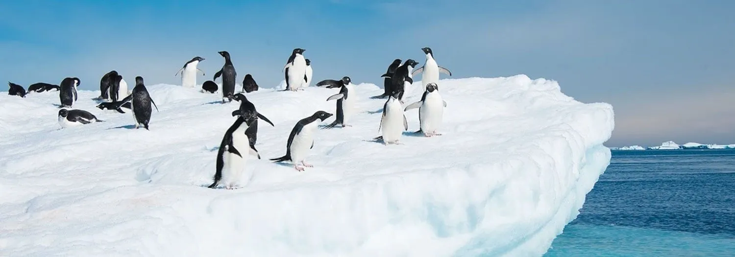 penguins on a glacier in Antarctica in March