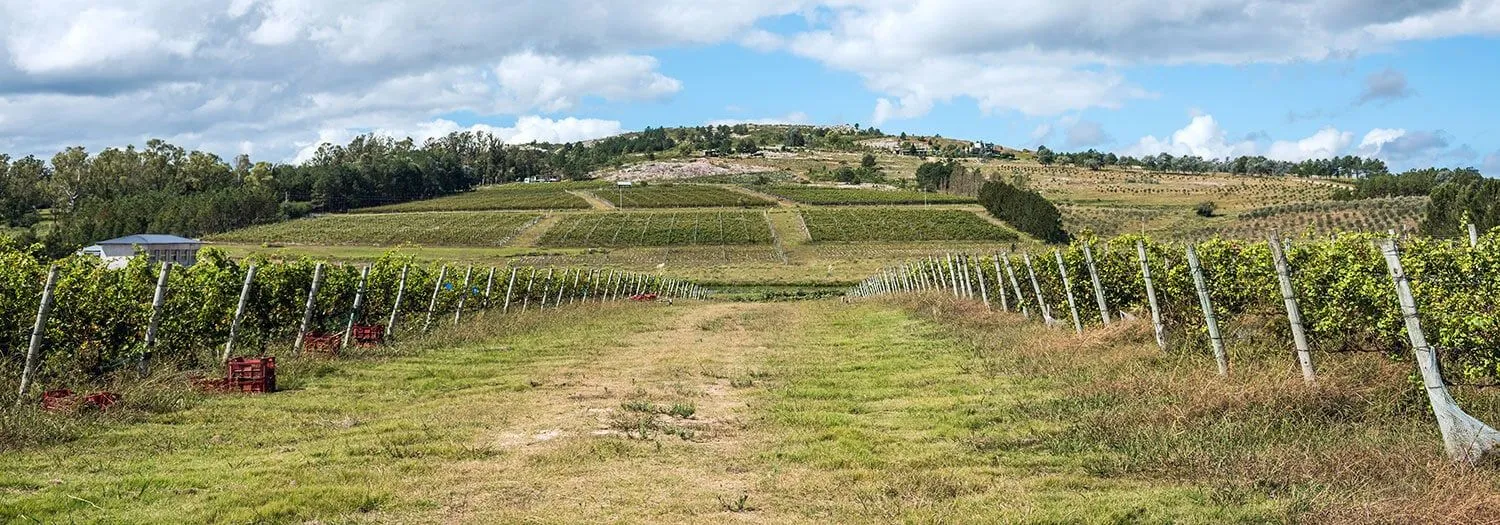 beautiful vineyard in Uruguay ready for harvest during Autumn 