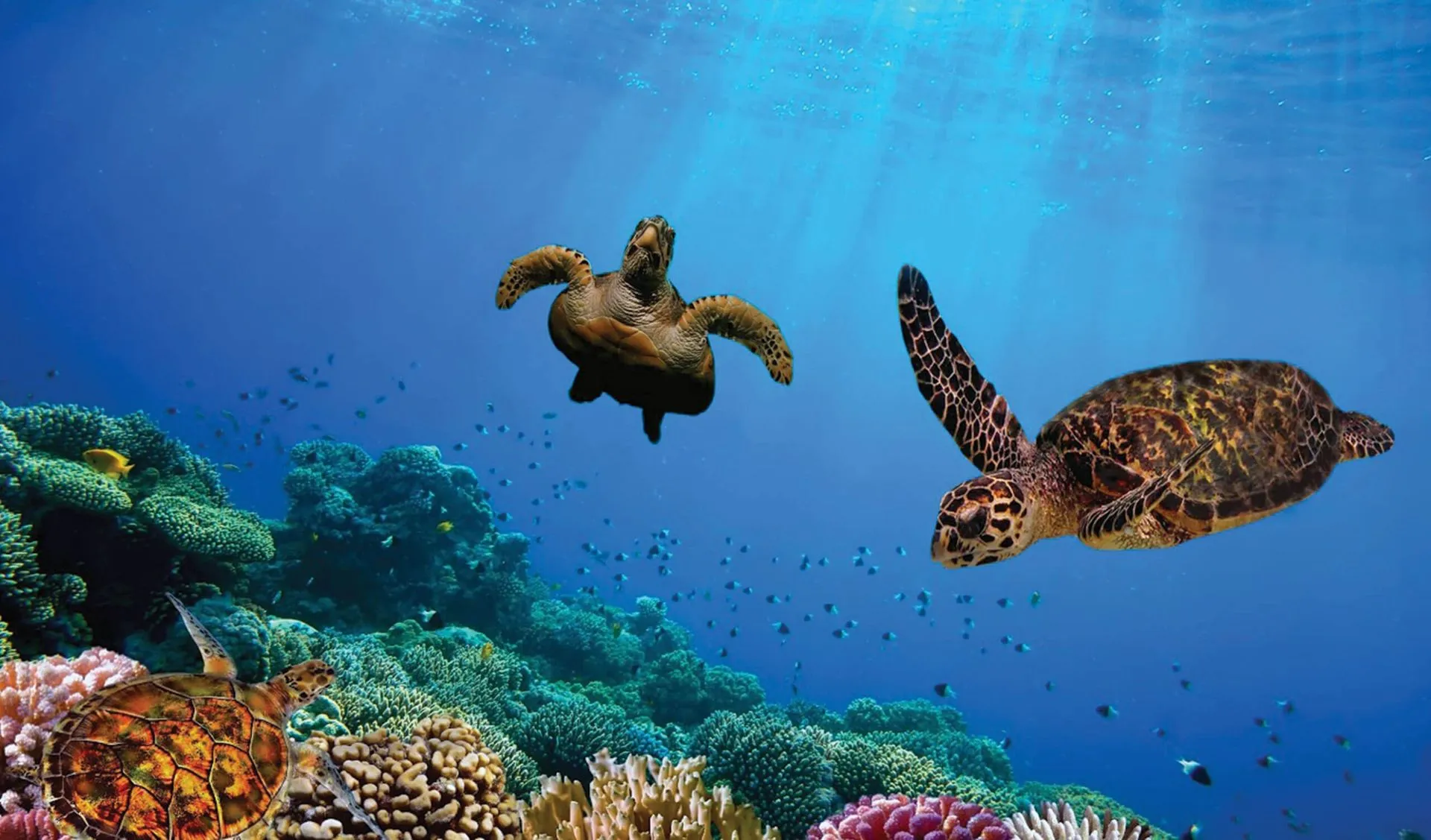 Sea Turtles in the Galapagos