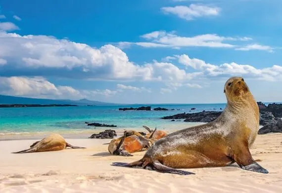 sealions on the galapagos islands in ecuador