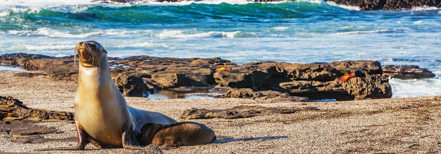 sealions on the shores of an island in the Galapagos