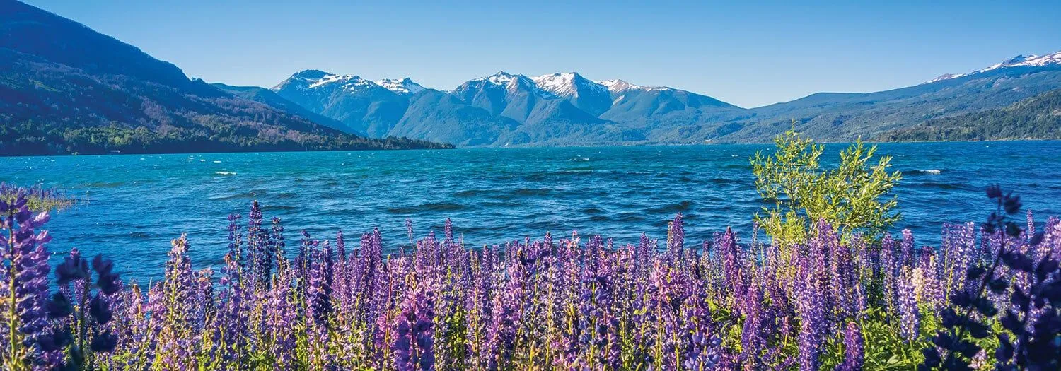 Blooming wildflowers in Patagonia in the spring