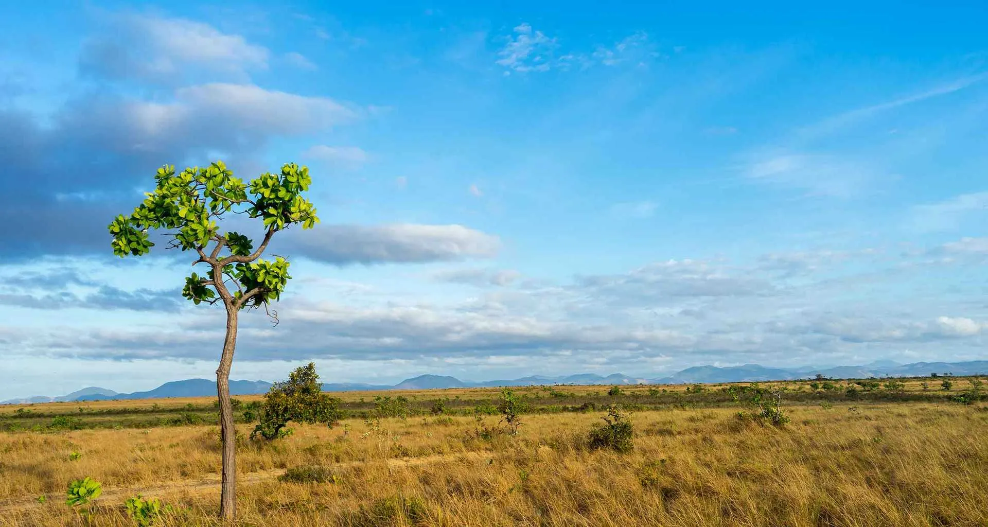 large beautiful savannah in guyana