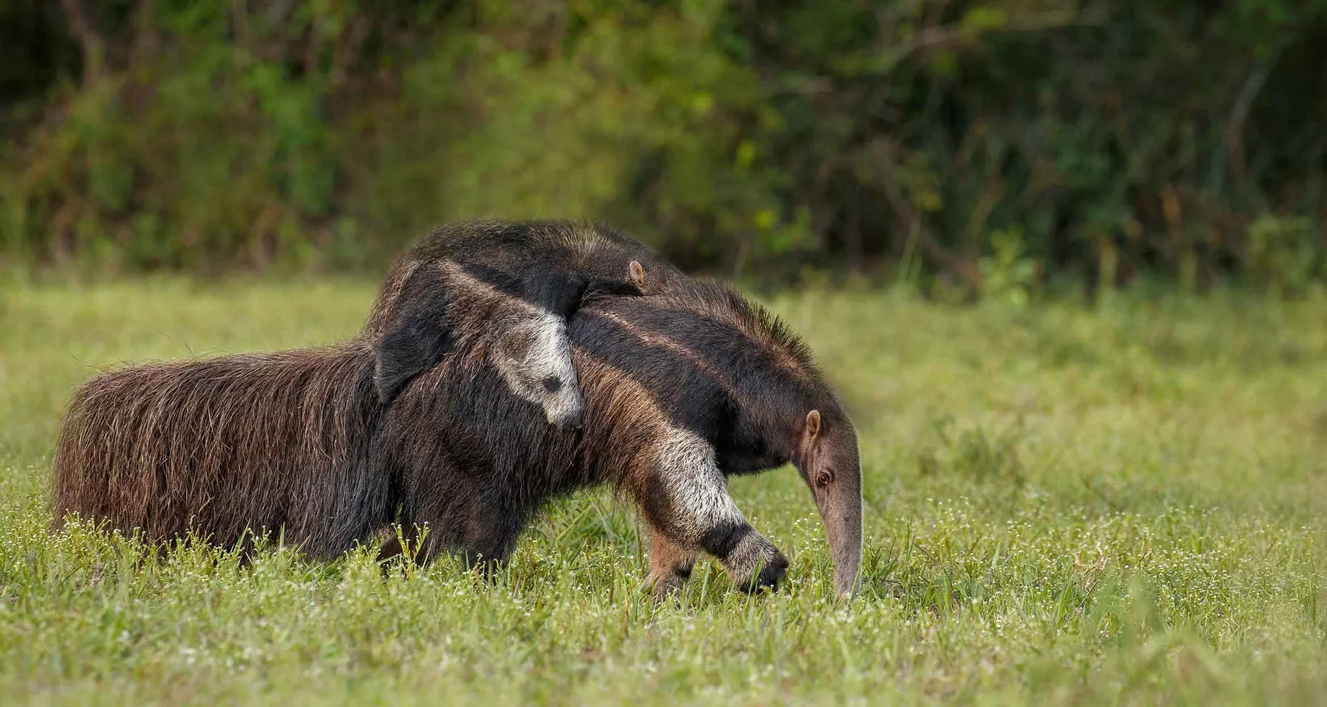 giant anteater in guyana
