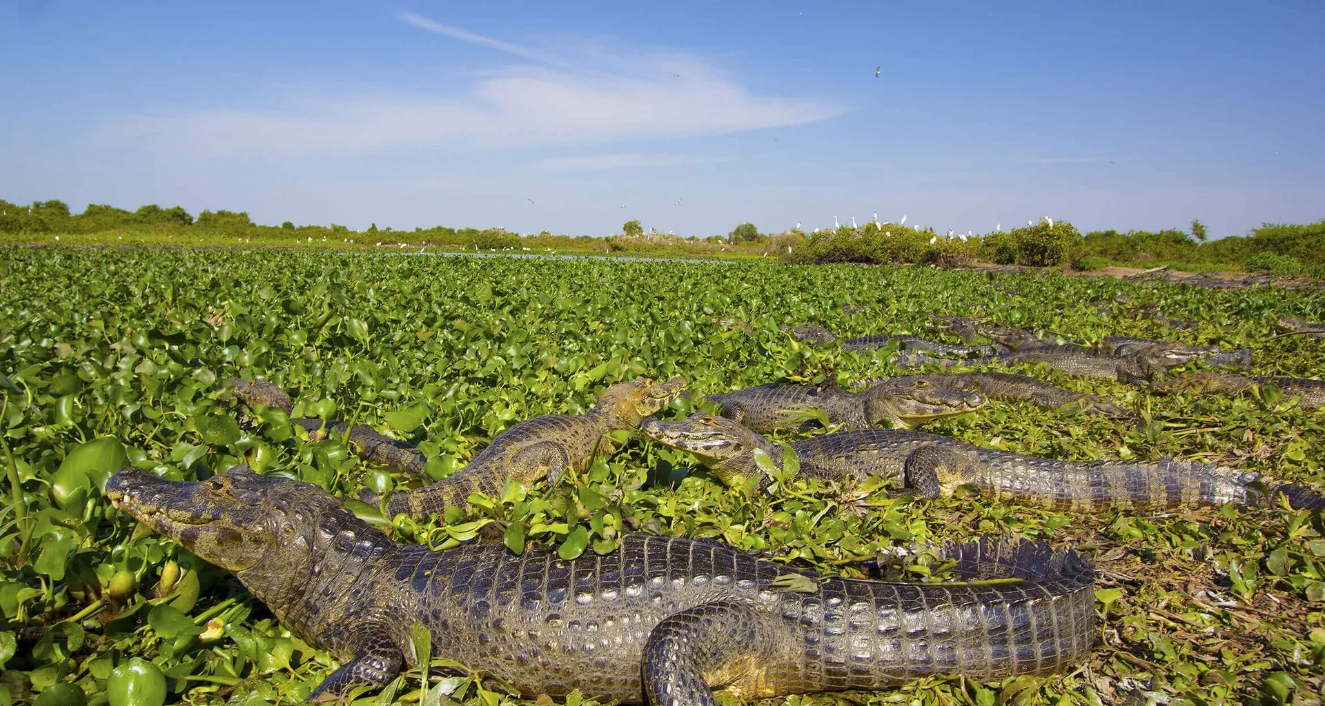 many caiman laying in shrubs of wetland
