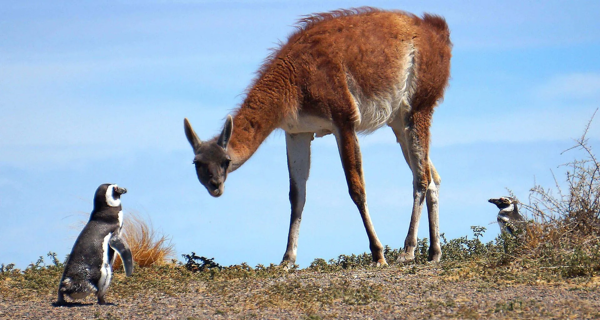 Penguins and other animals on island rookery