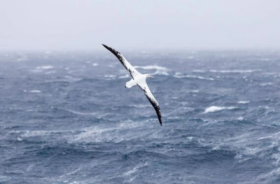 bird watching in antarctica