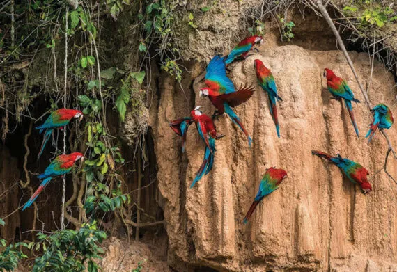 parrot clay lick, something you can see in the amazon rainforest