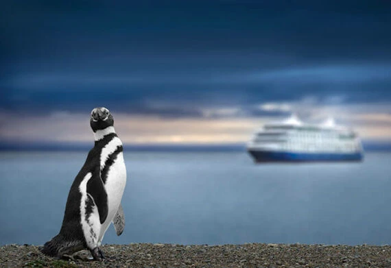 saying hello to penguins is a fun thing to do in antarctica