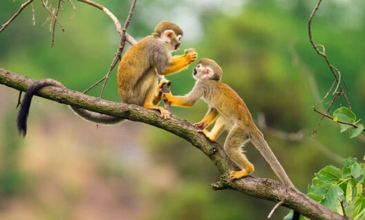 Cute monkeys sitting on jungle branch