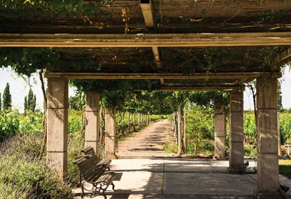 a bench for sitting in mendoza argentina vineyards