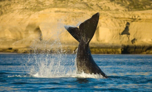 whale fin extending out of ocean at Peninsula Valdes