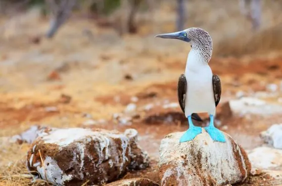 Birds of the Galapagos