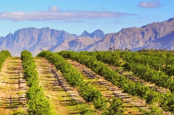 Chilean vineyard and mountains