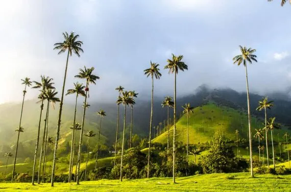 tallest palm trees in the world