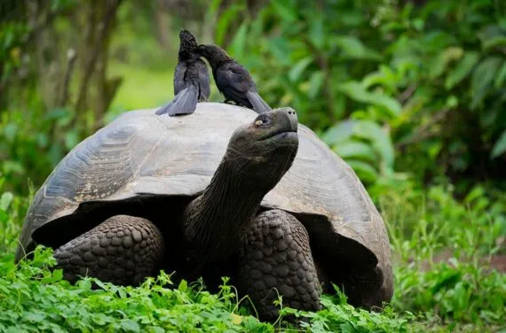 Giant Tortoise from Galapagos Islands