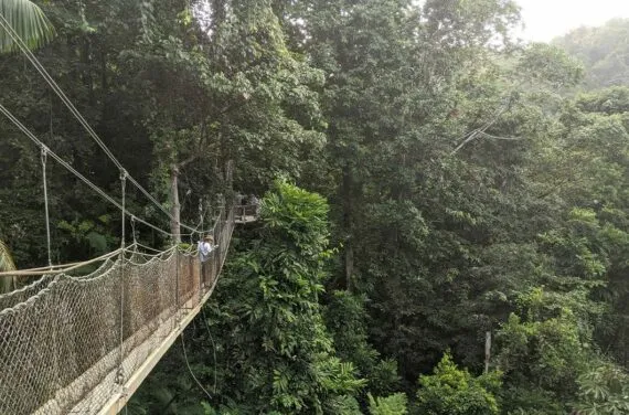 Iwokrama Canopy Walkway in jungle