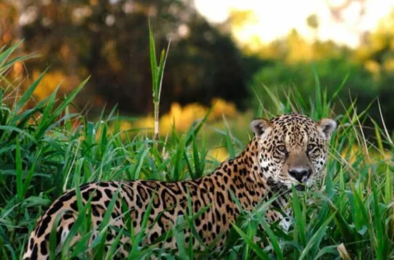 jaguars in guyana