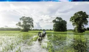 tourists riding horses through wetland