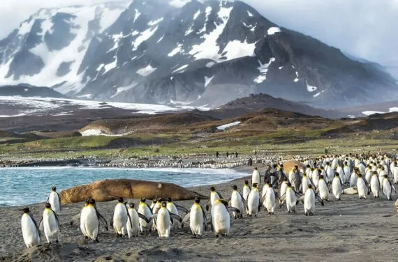 Thousands of penguins walking in rookery