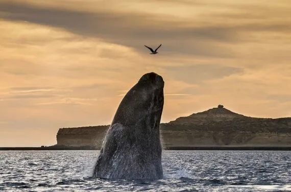 puerto madryn whale jumping from water