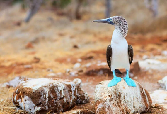 blue footed boobie