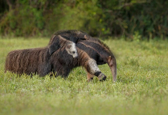 giant anteater in guyana