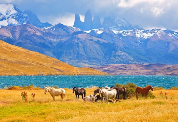 horses grazing in patagonia