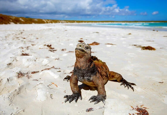 iguanas on the sand of a beach in the galapagos