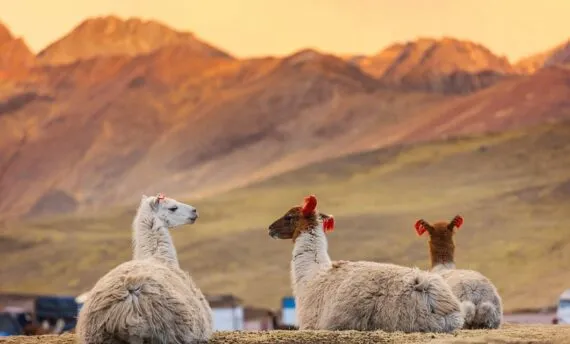 llamas laying in mountain valley