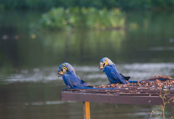 birds in the pantanal wetlands
