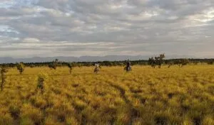 savannah horses and tourists
