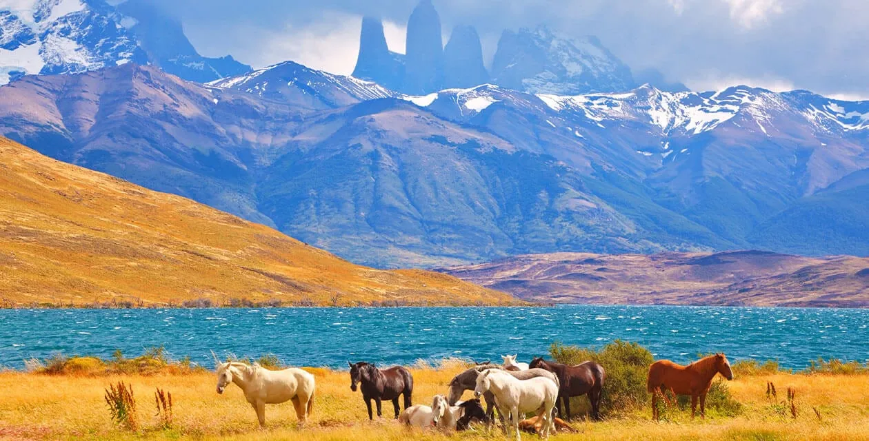 Horses grazing in front of torres del paine towers