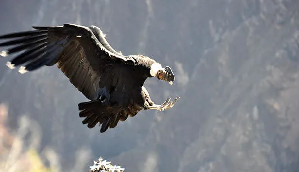 condor landing on a rock in the colca canyon peru