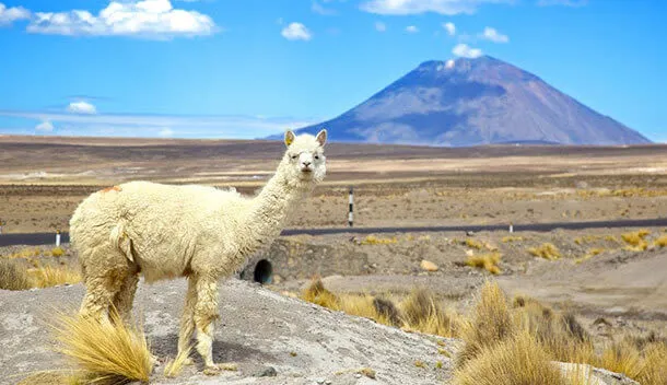 llama standing in front of el misti volcano