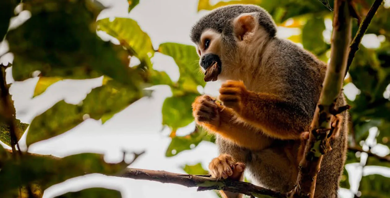 monkey in the trees in yasuni national park