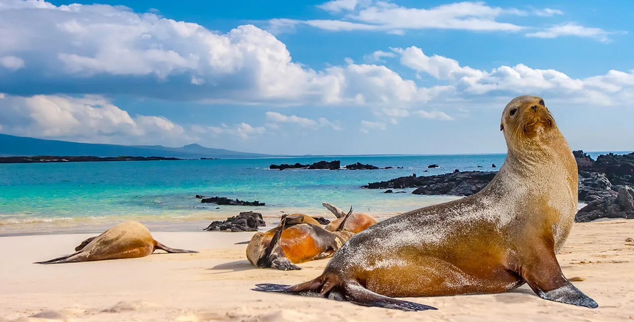 Galapagos Island Seals