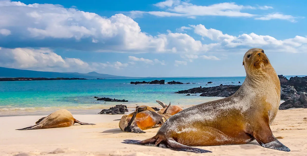 wildlife relaxing on the white sand beaches of the galapagos islands