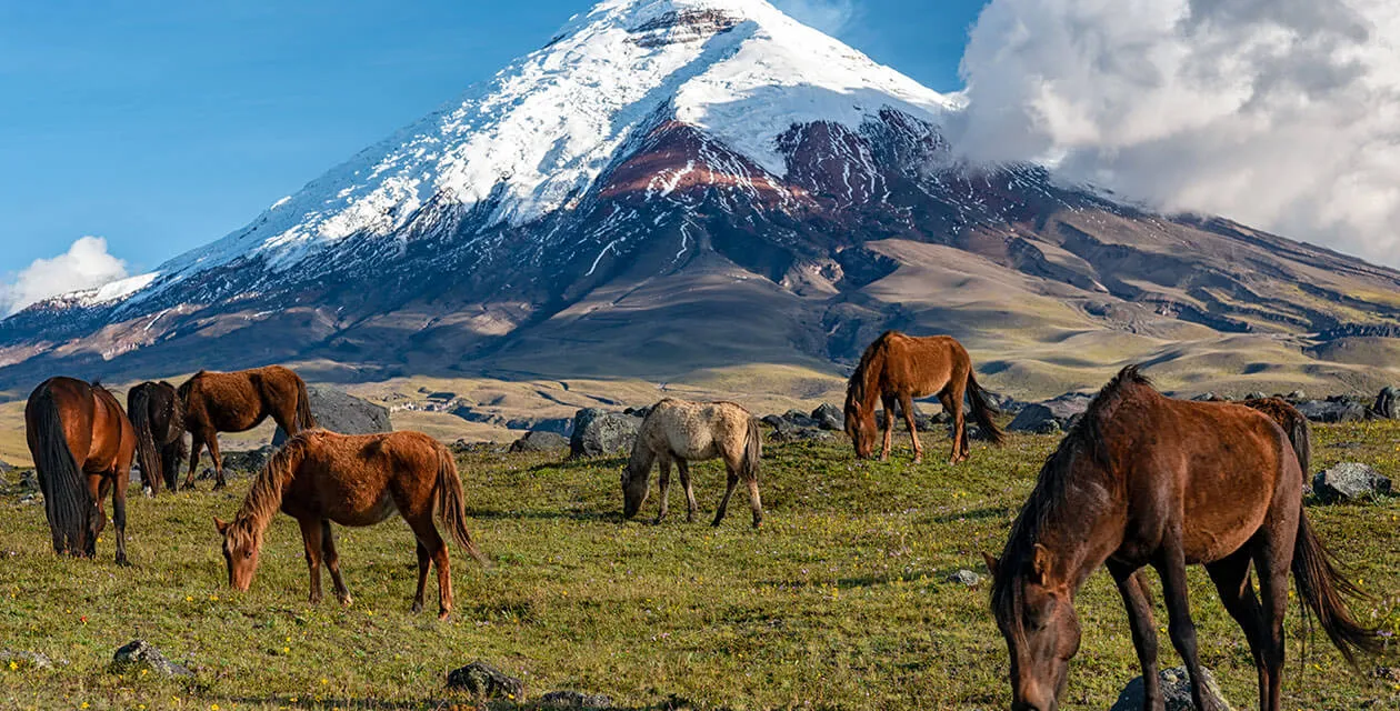 wild horses roaming the land of cotopaxi national park