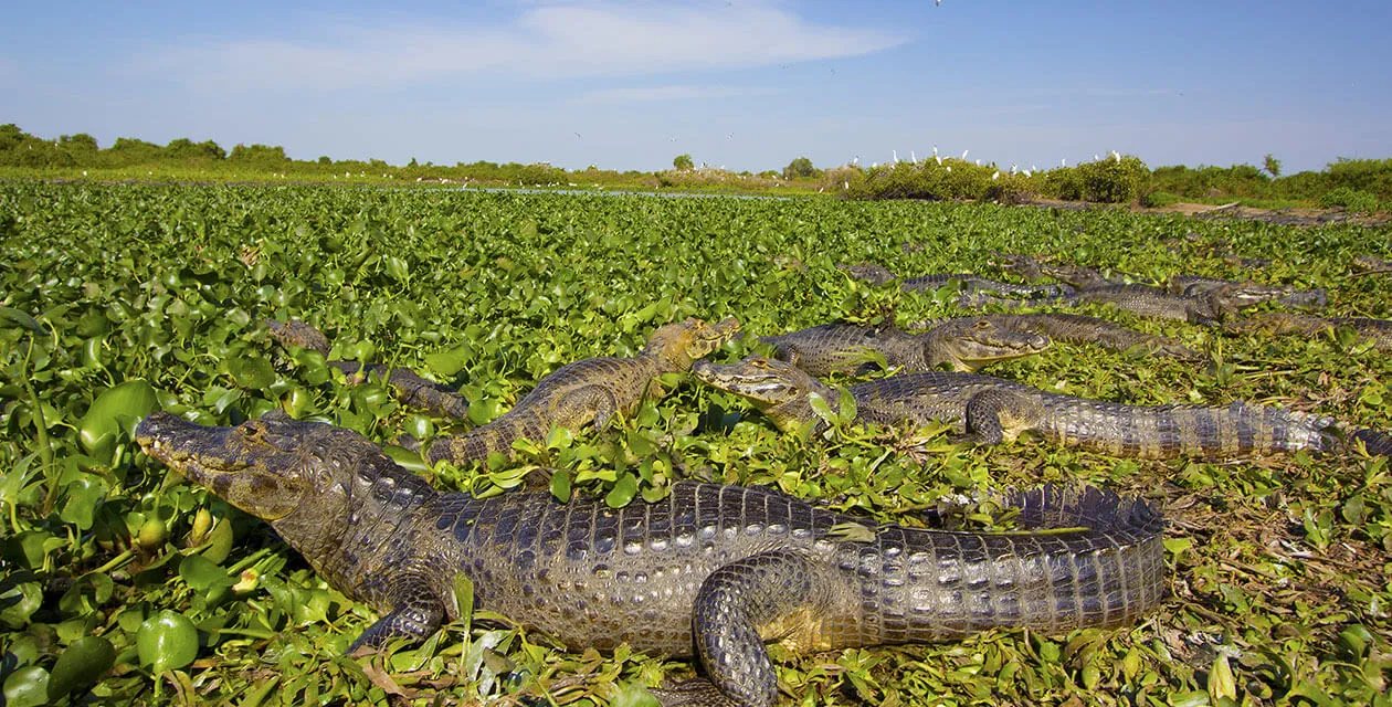 group of caiman in panatanl