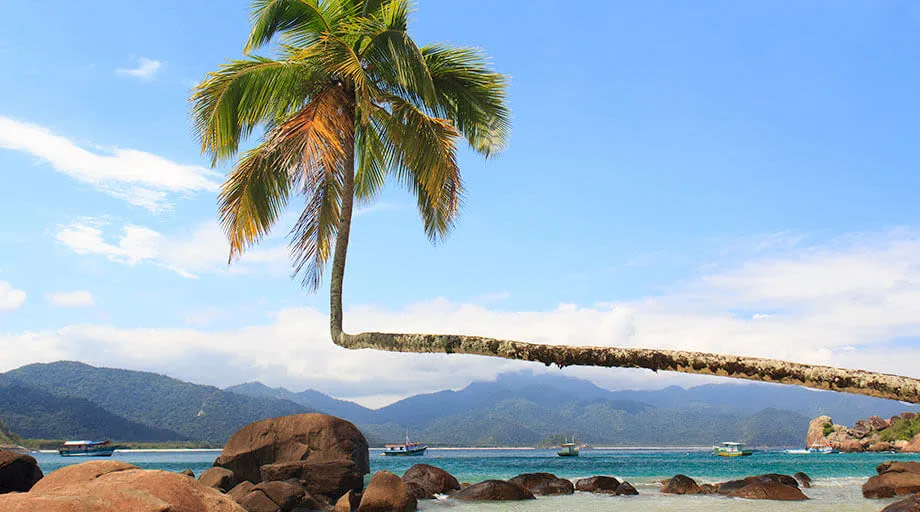 Fallen palm tree in Ilha Grande