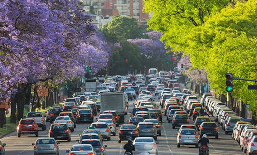 jacaranda trees in bloom in argentina town
