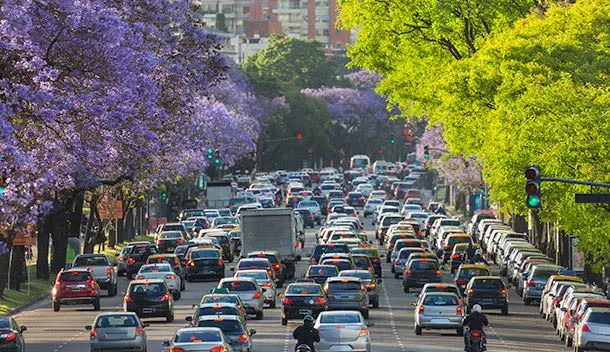 jacaranda trees in bloom in argentina town