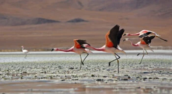 Chilean Flamingos