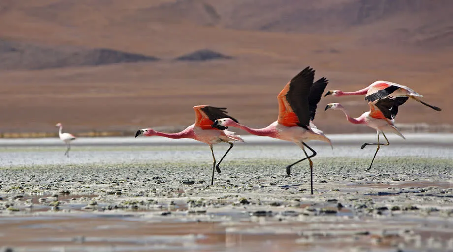 Chilean Flamingos