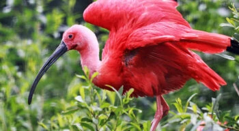 Scarlet Ibis