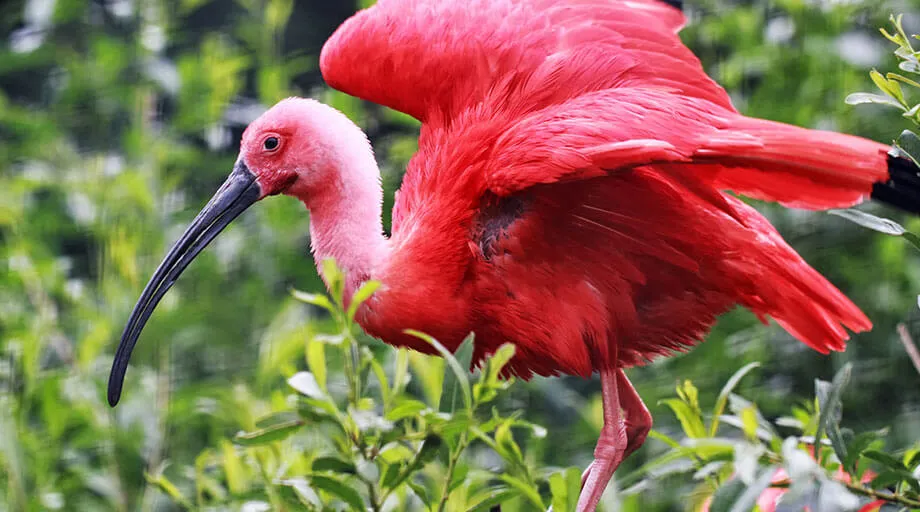 Scarlet Ibis