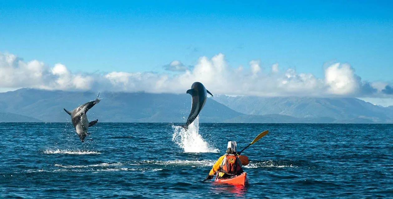 dolphins jumping in the water